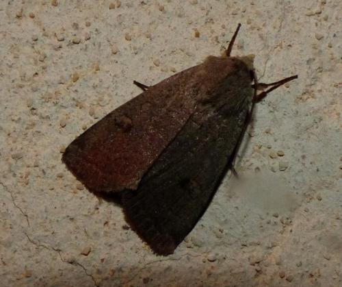 Xestia castanea